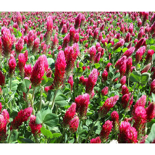 Incarnaatklaver 200g