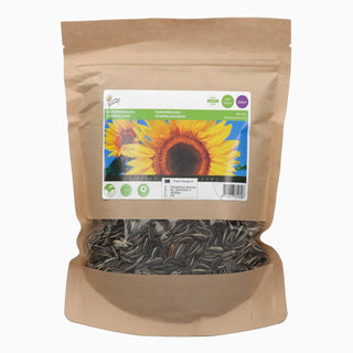 Buzzy Organic Helianthus annuus giganteus 250g 881539
