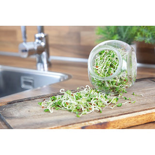 Buzzy Sprouting Kiemgroente Daikon Radijs in Glazen Pot