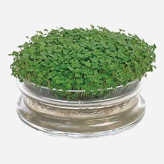 Buzzy Organic Kiemschaaltje met Zaden