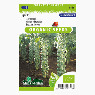 Sluis Garden Spruitkool Igor F1 SL0316
