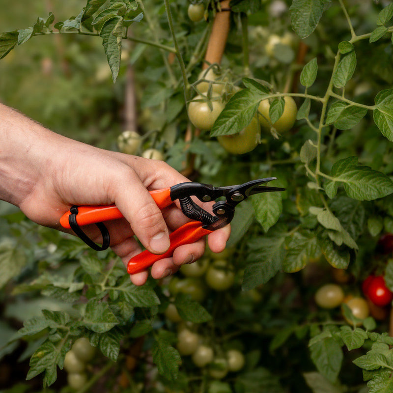 Hand met snoeischaar snoeit een tomatenplant