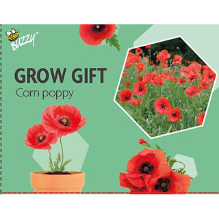 Groeicadeautje  Papaver