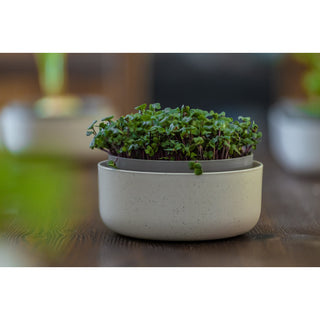 Kiemschaal Microgreens