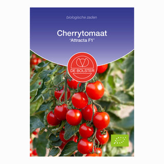 Cherrytomaat  ‘Attracta F1'