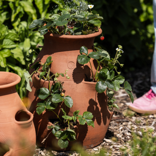 Aardbeienpot Terracotta
