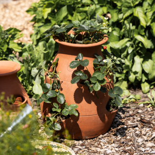 Aardbeienpot Terracotta