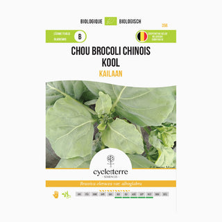 Chinese Broccoli 'Kailaan'