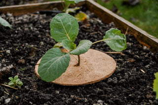 Kokos Vorstbeschermer