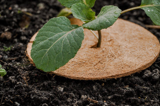 Kokos Vorstbeschermer