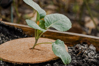 Kokos Vorstbeschermer