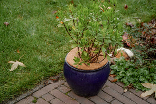 Kokos Vorstbeschermer