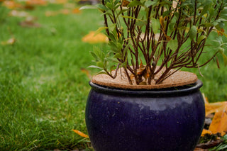 Kokos Vorstbeschermer