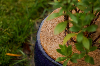 Kokos Vorstbeschermer