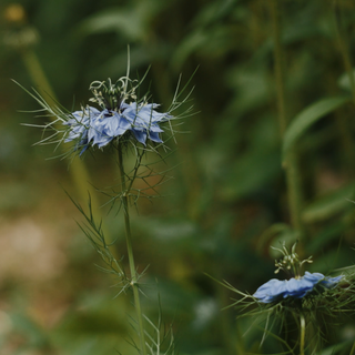 Juffertje-In-Het-Groen