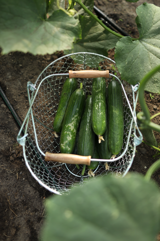 Oogstmand maat M gevuld met verse komkommers uit de moestuin.