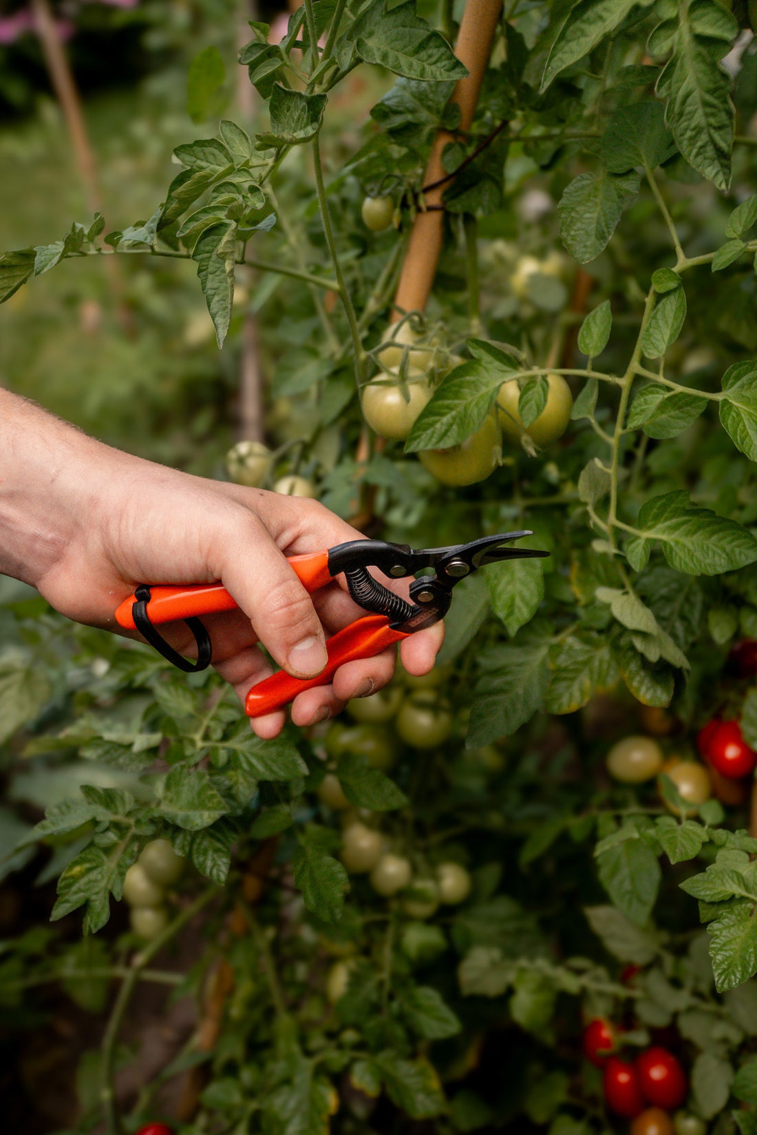 Oogsten - tomaten knippen met een snoeischaar