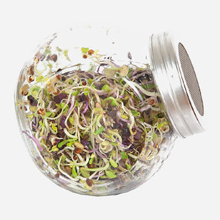 Buzzy Organic Kiemgroente Pikante Salade in Glazen Pot