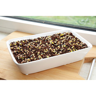 Buzzy Organic Microgreens Dish Daikon Radijs