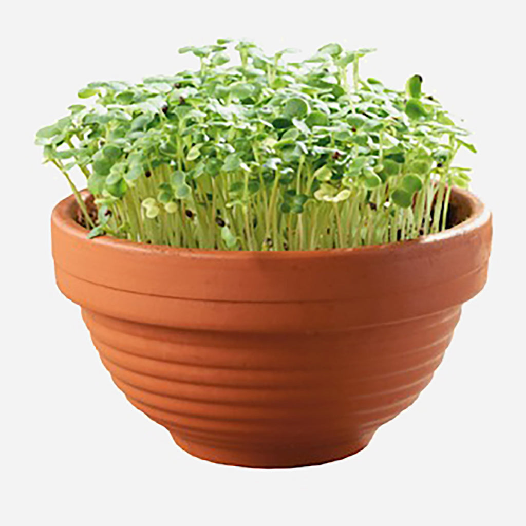 Buzzy Sprouting Microgreens Terra Schaaltje Tatsoi
