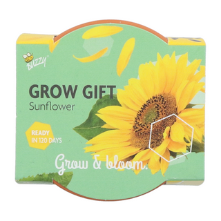 Groeicadeautje Zonnebloem