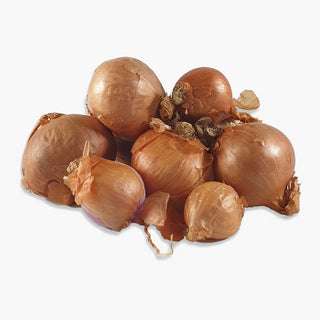 Red Sun BIO Plantsjalotten 250g